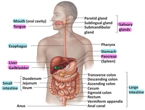 Gastrointestinal Physiology Flashcards Quizlet