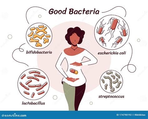 Vector Illustration of Bacteria Useful To the Human Body Stock Vector ...