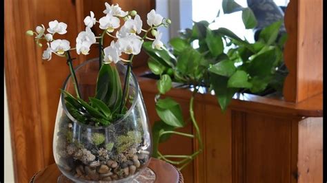 Elegant Mini Phalaenopsis Orchid Terrarium