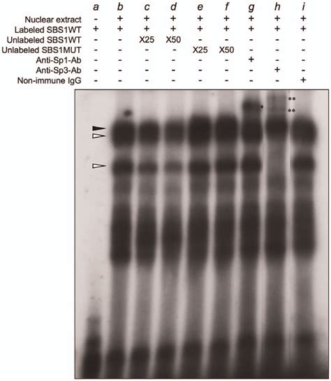 Binding Of Sp Transcription Factors To The Core Promoter Region Of The