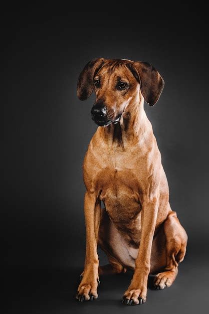 Belo Retrato De Cachorro Rhodesian Ridgeback Em Um Fundo Preto Foto