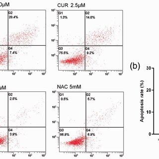 Effects Of CUR And NAC On H2O2 Induced Apoptosis A The Apoptosis