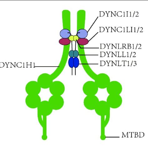 The Structure Of Dynein1 Dynein1 Is Composed Of Four Different Types