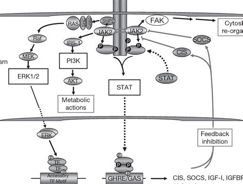 Gh Growth Hormone Stat Signal Transducer And Activator Of