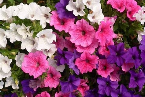 Петунія: посадка і догляд + фото – Корисні поради на кожен день