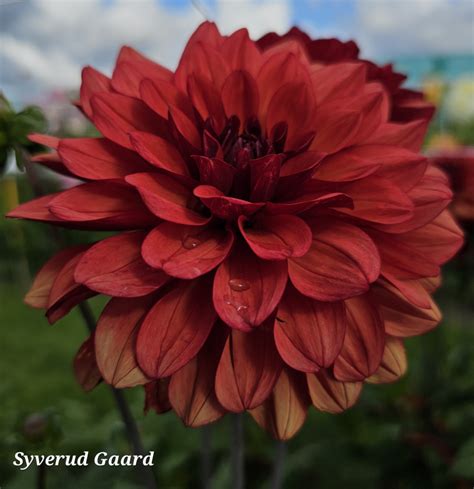 Dahlia Missis Miley Nyhet 2024 Syverud Gaard