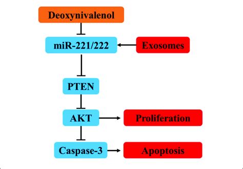 Mir Ameliorated The Don Induced Apoptosis And Proliferation