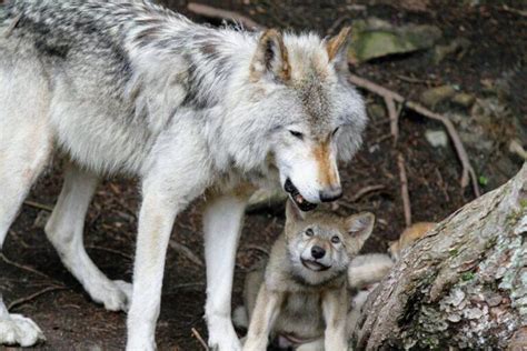 Gray Wolf Pups Seen In Colorado For The First Time In 80 Years