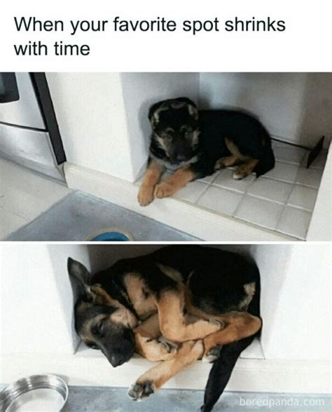 40 Adorable Dog Memes To Melt All Dog-Lovers’ Hearts | DeMilked