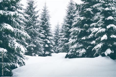 Spruce Trees Covered By Snow Freeze And Cold Weather Winter Season