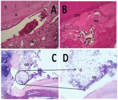 Histological Analysis Via Hematoxylin And Eosin Staining Teeth That