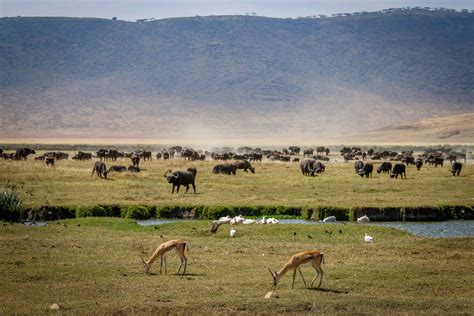 Exploring Ngorongoro Conservation Area Time In A Bottle Green