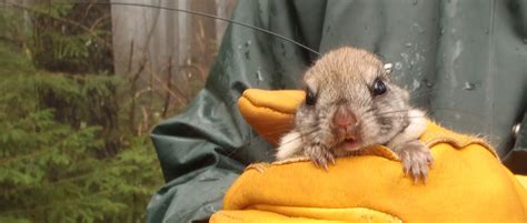 Researchers Map Flying Squirrel Habitat | THE WILDLIFE SOCIETY