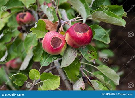 Manzanas Podridas En Un Manzano Causadas Por Una Ola De Calor