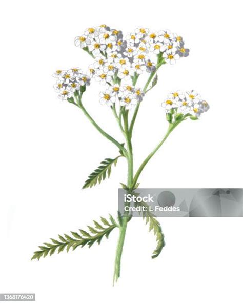 Ilustración De Flor De Milenrama O Flor De Achillea Millefolium Ilustración Antigua De Flores De