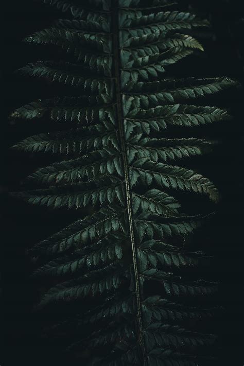 Leaves Macro Dark Fern Carved HD Phone Wallpaper Pxfuel