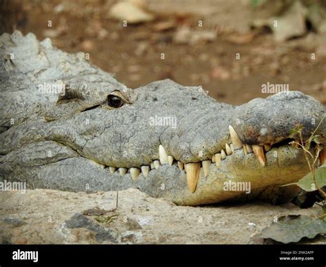 El Cocodrilo Del Nilo Crocodylus Niloticus Un Gran Cocodrilo Nativo De Los Hábitats De Agua