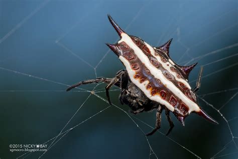 Spiny Orb Web Spider Gasteracantha Sp Dsc0400 Flickr