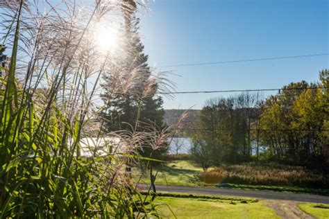 Asphodel Norwood Ontario Zdjęcia I Ilustracje Istock