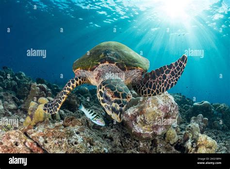 Hawksbill Sea Turtle Swimming Above Beautiful Coral Reef Stock Photo