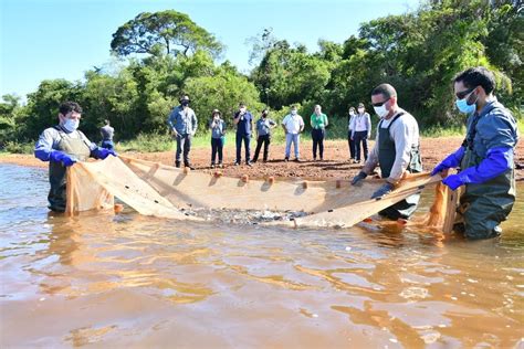 La Estaci N De Acuicultura De Itaipu Bati Un Nuevo R Cord De