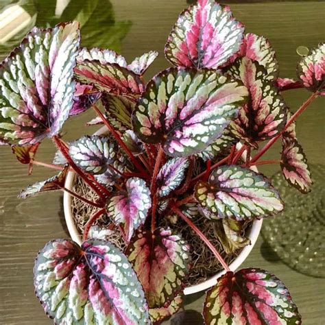 Rex Begonia Care Tips For Growing Painted Leaf Begonias DETAILS