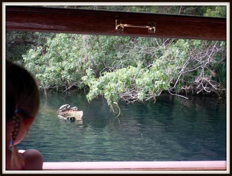 Abramyan Avenue Aquarena Springs Glass Bottom Boat Part 1