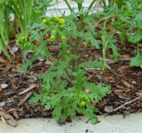 Senecio vulgaris (common ragwort): Go Botany