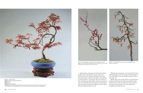 Barnes And Noble Literati Style Penjing Chinese Bonsai Masterworks