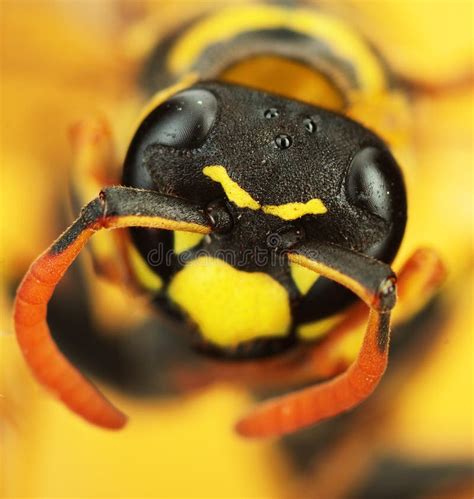 Wasp Head Stock Image Image Of Scenic Animal Warrior 1480093