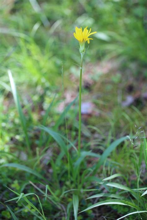 Austrian Scorzonera From Batsumber Mongolia On July 9 2014 At 11 27