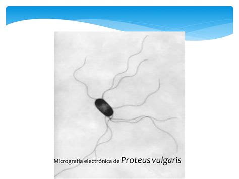 Anatomía Bacteriana Flagelos Y Mecanismo De Flagelo Ppt Descarga Gratuita