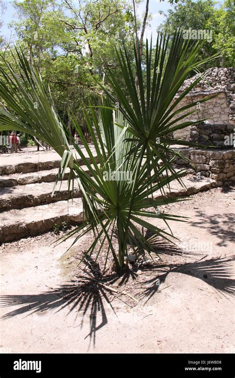 coba mayan ruins Stock Photo - Alamy