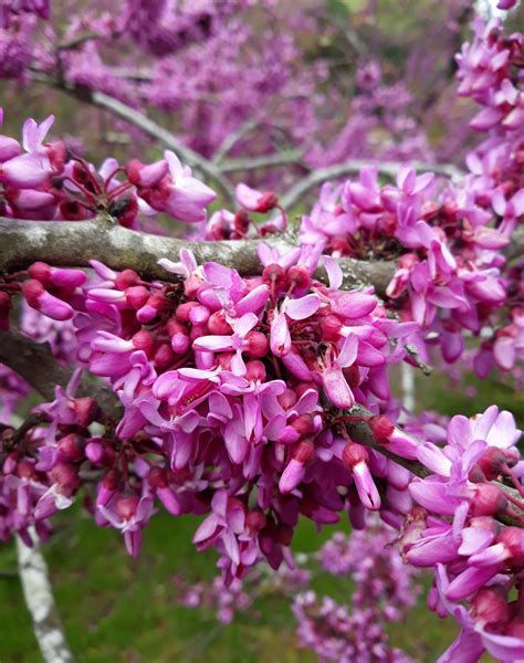 Cercis siliquastrum - Trees and Shrubs Online