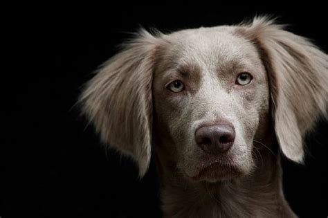 Langhaar Weimaraner Long Haired Weimaraner, Weimaraner Dogs, Happy Animals, Animals And Pets ...