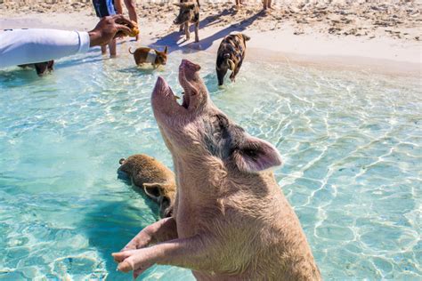 Nassau To Pig Island How To Get There And What You Need To Know