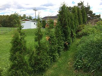 Hedging Cedar Trees - How to Plant a Cedar Hedge DIY