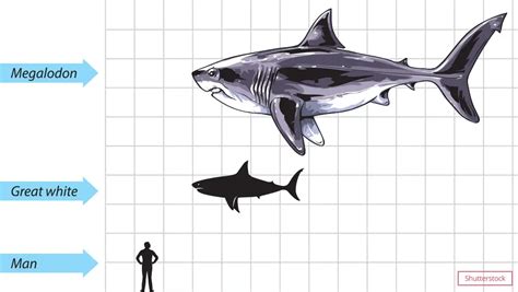 How Worlds Largest Shark The Megalodon Became Terrifying Ruler Of