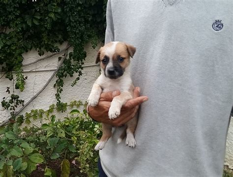 Adotta Un Cane A Siracusa Cucciola Giorni Taglia Piccola In Regalo