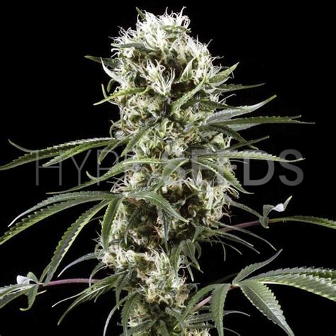 Super Silver Haze Feminized Seeds for Sale