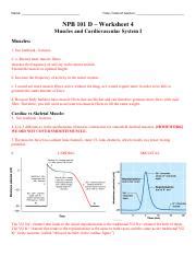 NPB101 Muscle And Cardiovascular System Worksheet Key Name Time