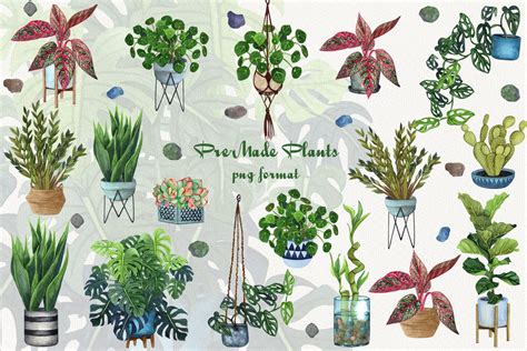 Indoor Plants Watercolor Houseplants Clip Art Floral Clip Etsy