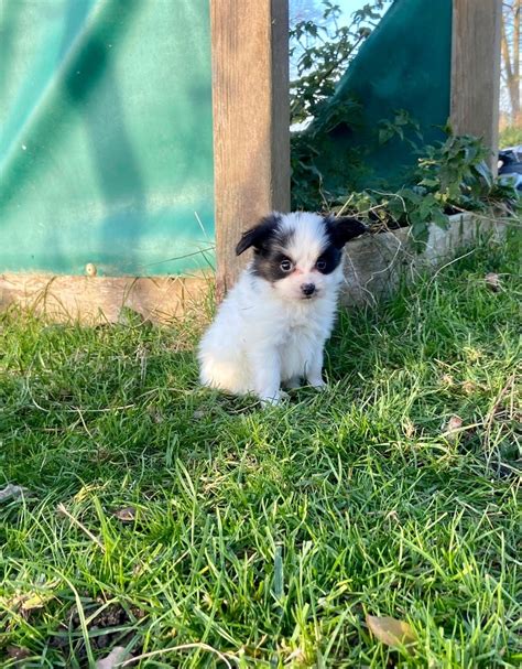 Chiot Epagneul Nain Continental Papillon CHIOT Du Clos Felagund