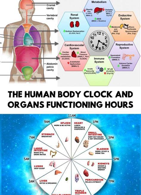 Best Body Clock Images Health Tips Health Wellness Health Fitness