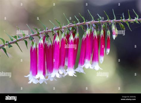 Australian Native Fuchsia Plant In Flower Stock Photo Alamy