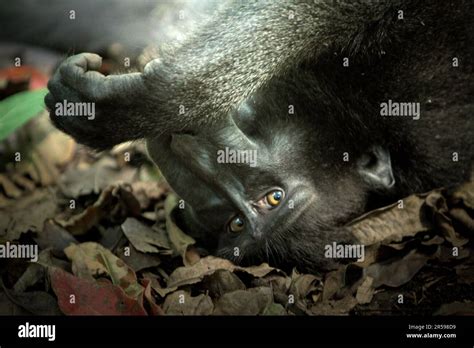 Habitat de macaque hi-res stock photography and images - Alamy