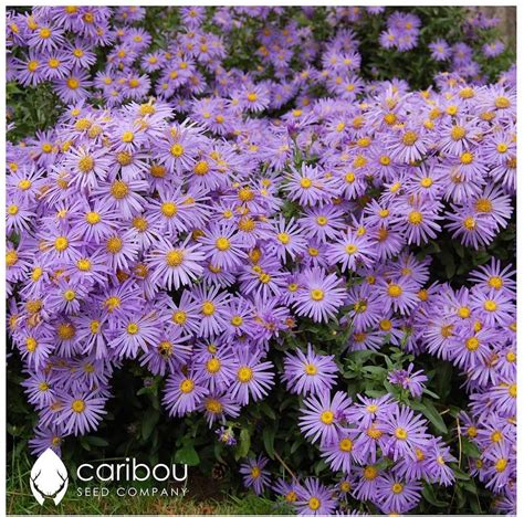 PERENNIAL New England ASTER 40-50 Seeds Attracts Butterflies ...