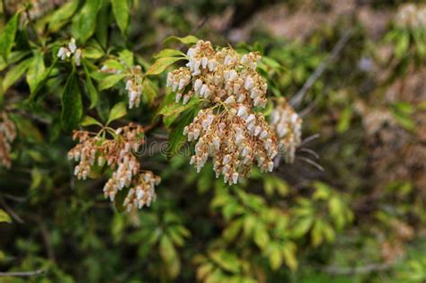 Pieris Japonica Medium Sized Evergreen Shrub In Garden Stock Photo