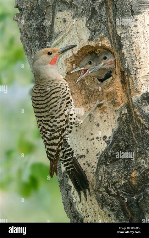 Northern Flicker Colaptes Auratus Male At Nest Cavity With Chicks