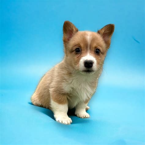 Katie Pembroke Welsh Corgi Puppies For Sale Puppygram